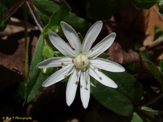 {Stellaria pubera}
